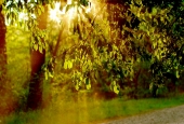 IIP Online Student Photography